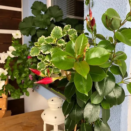 Vojnuv Mestec Dum S Vuni Dreva בית נופש *